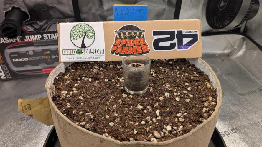 Banana Purple Punch Auto 12-06-25. Week 0