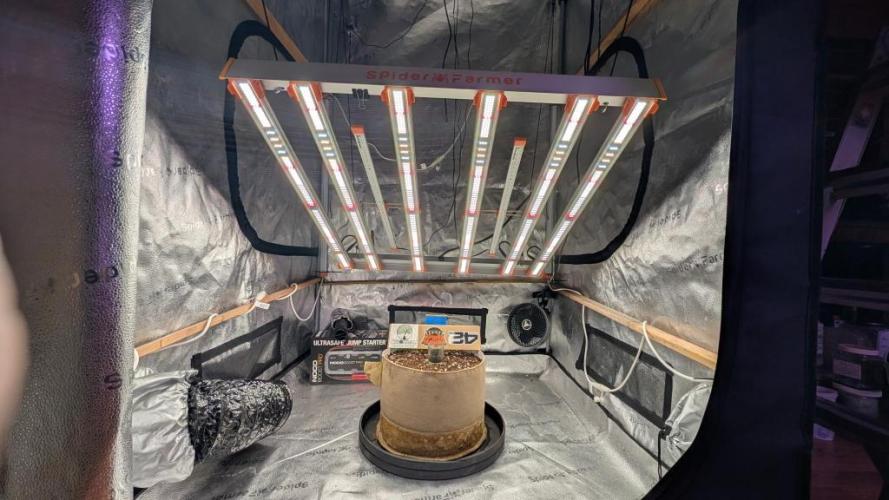 Banana Purple Punch Auto 12-06-25. Week 0