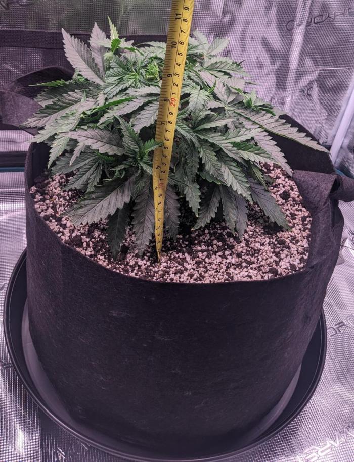 n00b. Week 5 - Roughly the end of V. week 4, beginning week 5.