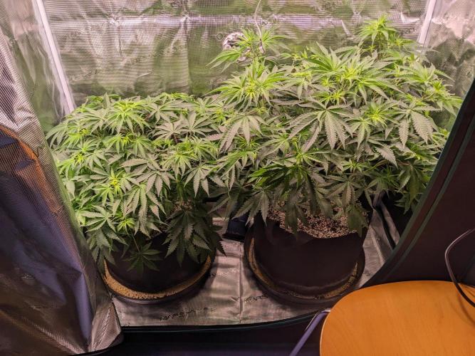 n00b. Week 7 - Using an oscillating since sprouting, but still don't have a filter/extractor