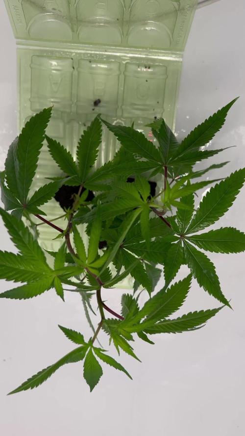 Dante’s Inferne MHD #8