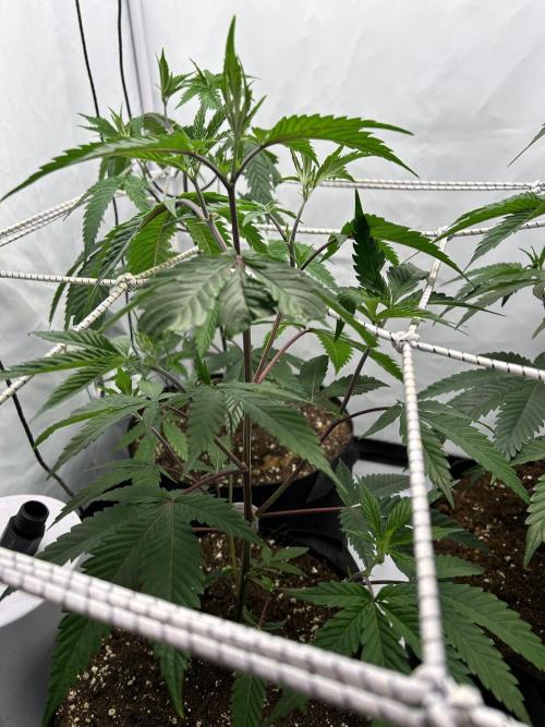 Dante’s Inferne MHD #8. Week 2 - Prescrogging