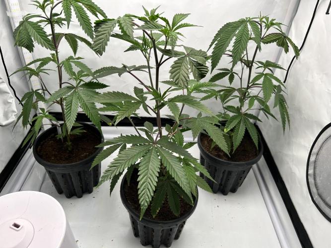 Dante’s Inferne MHD #8. Week 2 - FIMmed 