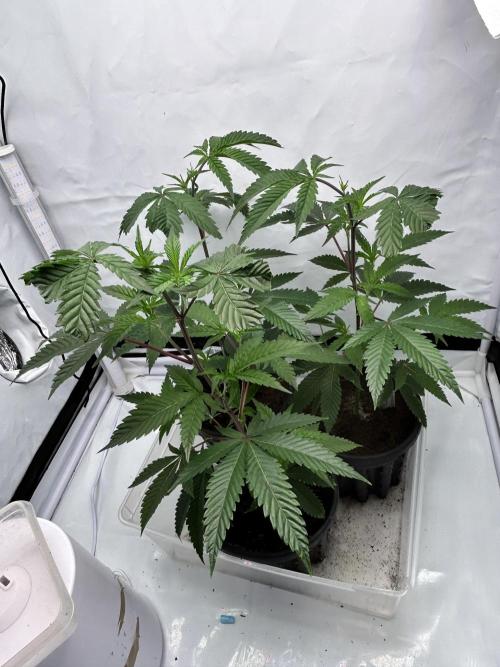 Dante’s Inferne MHD #8. Week 2 - Awaked 