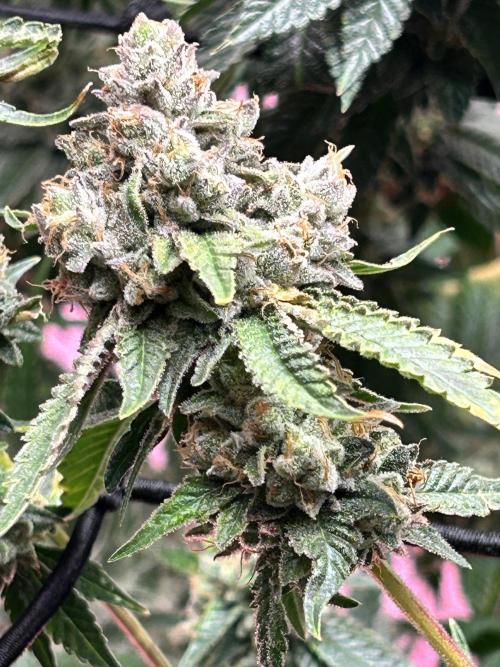 Dante’s Inferne MHD #8. Week 3