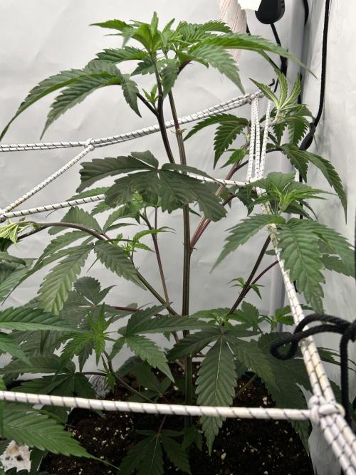 Dante’s Inferne MHD #8. Week 3 - Topped 