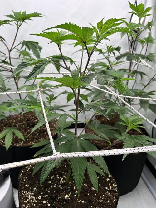 Dante’s Inferne MHD #8. Week 3