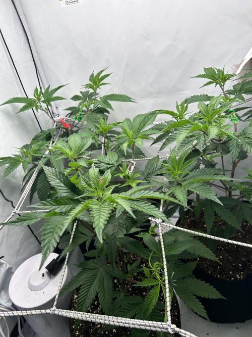 Dante’s Inferne MHD #8. Week 3