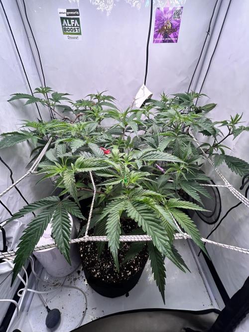 Dante’s Inferne MHD #8. Week 3