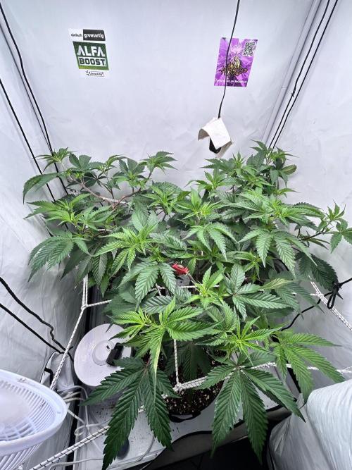 Dante’s Inferne MHD #8. Week 4