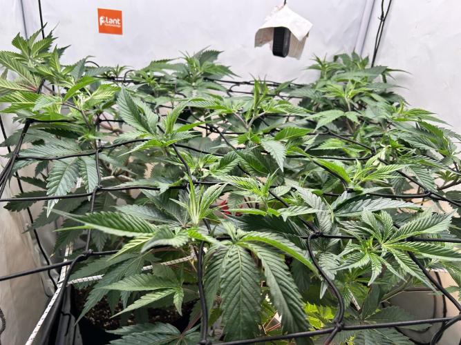 Dante’s Inferne MHD #8. Week 4