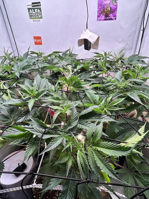 Dante’s Inferne MHD #8. Week 4