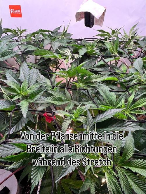 Dante’s Inferne MHD #8. Week 4