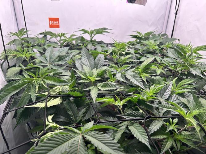 Dante’s Inferne MHD #8. Week 4