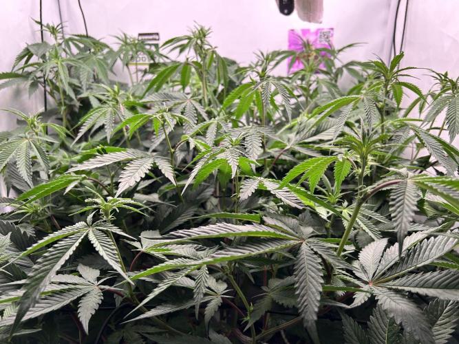 Dante’s Inferne MHD #8. Week 5