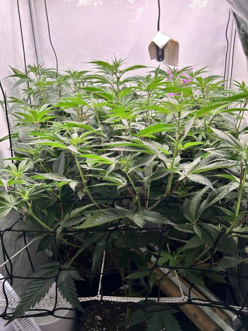 Dante’s Inferne MHD #8. Week 5 - Stretch 