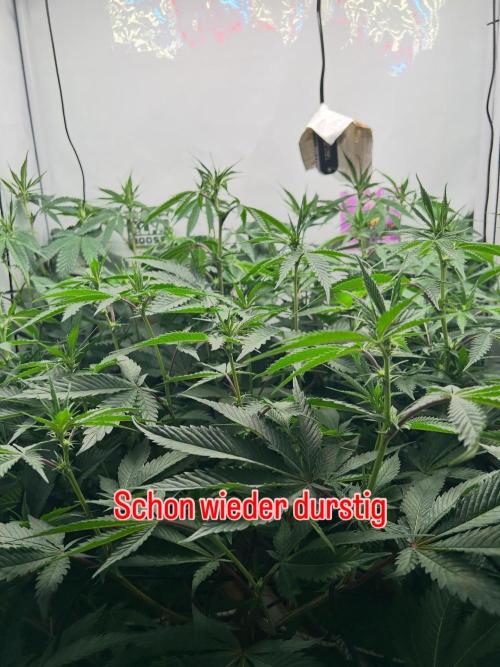 Dante’s Inferne MHD #8. Week 5