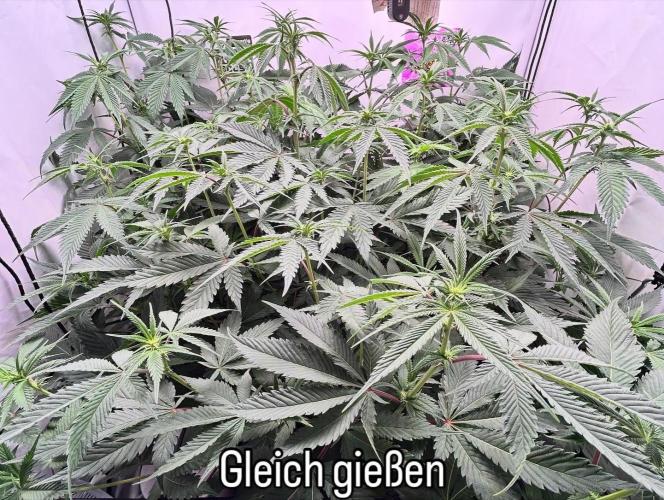 Dante’s Inferne MHD #8. Week 5