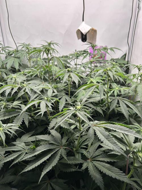 Dante’s Inferne MHD #8. Week 5