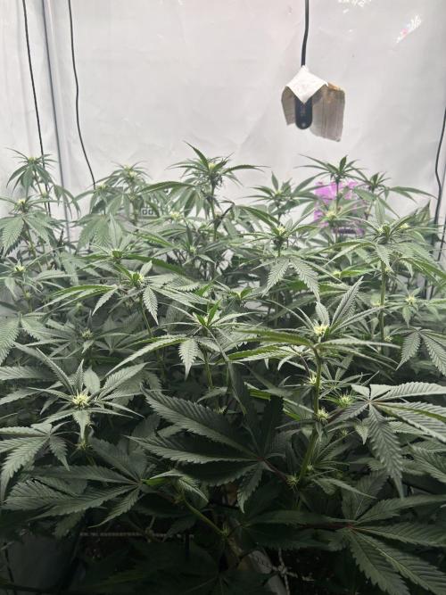 Dante’s Inferne MHD #8. Week 5 - Up to first sights 