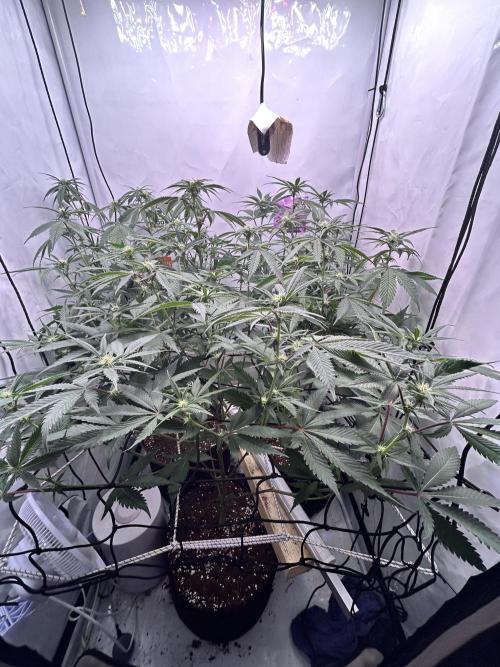 Dante’s Inferne MHD #8. Week 6