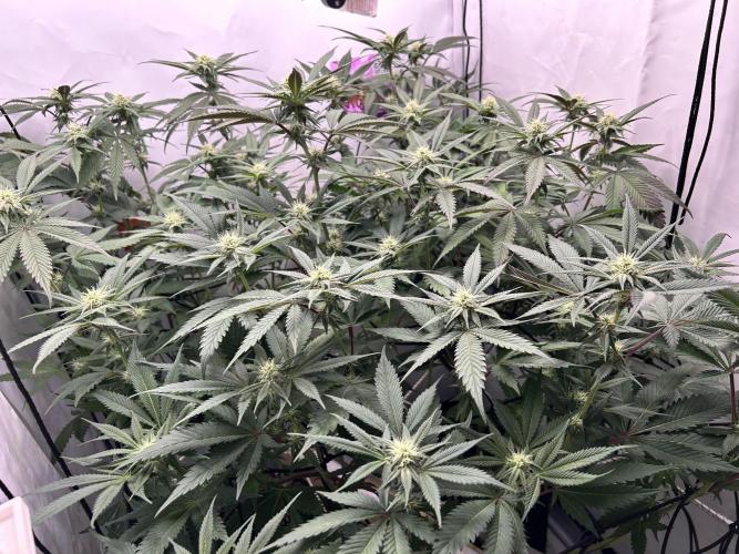 Dante’s Inferne MHD #8. Week 6