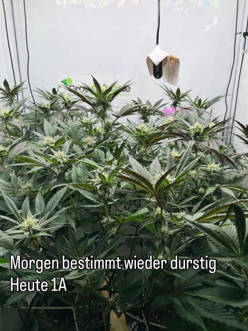 Dante’s Inferne MHD #8. Week 6 - Got u 🙌