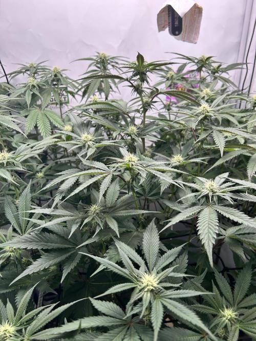 Dante’s Inferne MHD #8. Week 7 - Let 