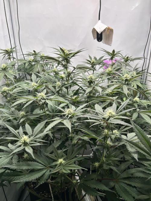 Dante’s Inferne MHD #8. Week 7 - It 