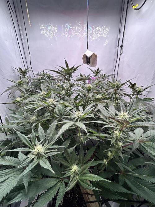 Dante’s Inferne MHD #8. Week 7 - Pray 