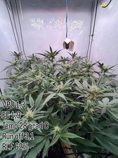 Dante’s Inferne MHD #8. Week 7 - 🙏 