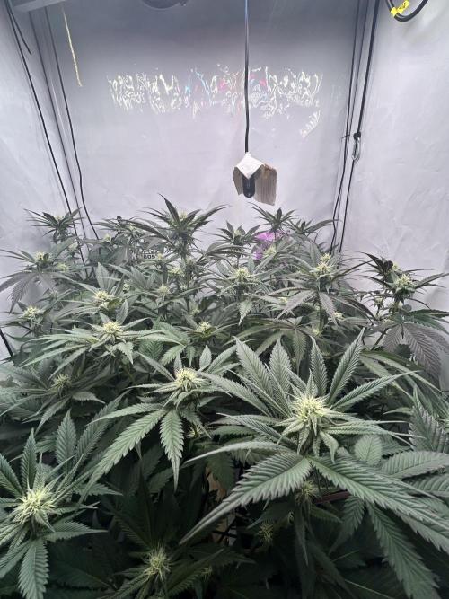 Dante’s Inferne MHD #8. Week 7 - 🤲 