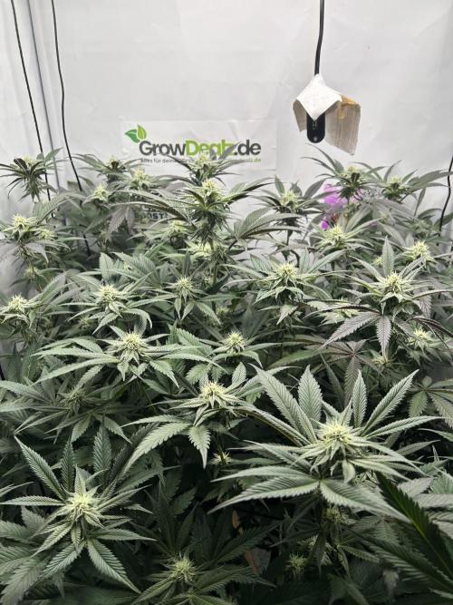 Dante’s Inferne MHD #8. Week 7 - Pray 🤲 