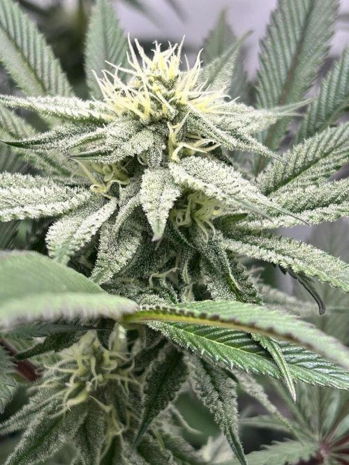 Dante’s Inferne MHD #8. Week 8