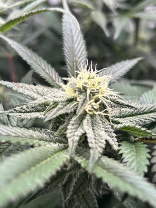 Dante’s Inferne MHD #8. Week 8