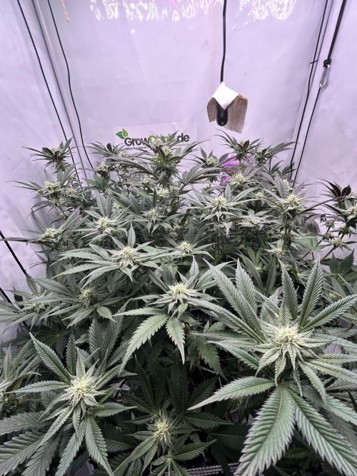 Dante’s Inferne MHD #8. Week 8