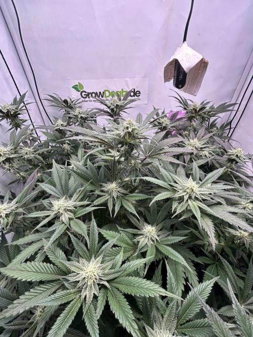 Dante’s Inferne MHD #8. Week 8