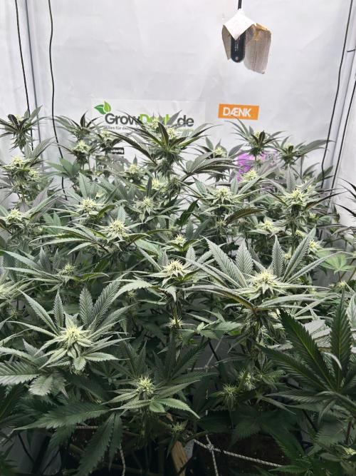 Dante’s Inferne MHD #8. Week 8