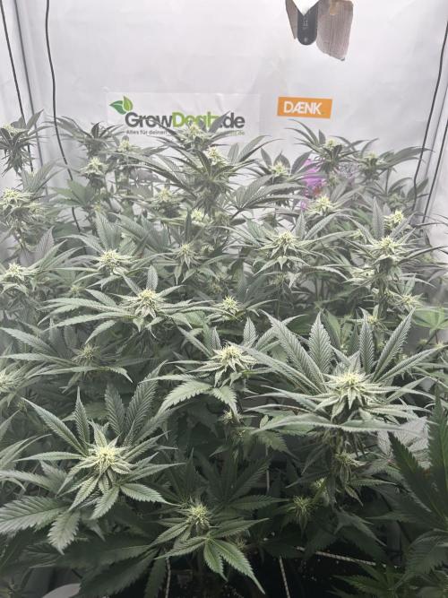 Dante’s Inferne MHD #8. Week 8