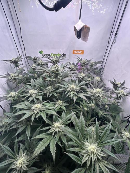 Dante’s Inferne MHD #8. Week 8