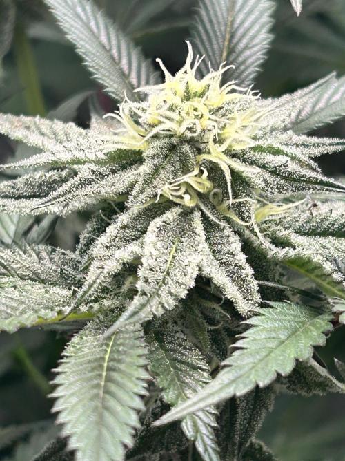 Dante’s Inferne MHD #8. Week 8