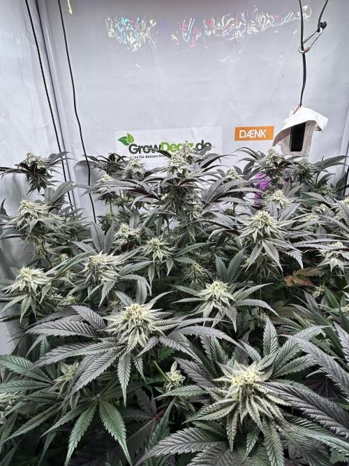 Dante’s Inferne MHD #8. Week 9