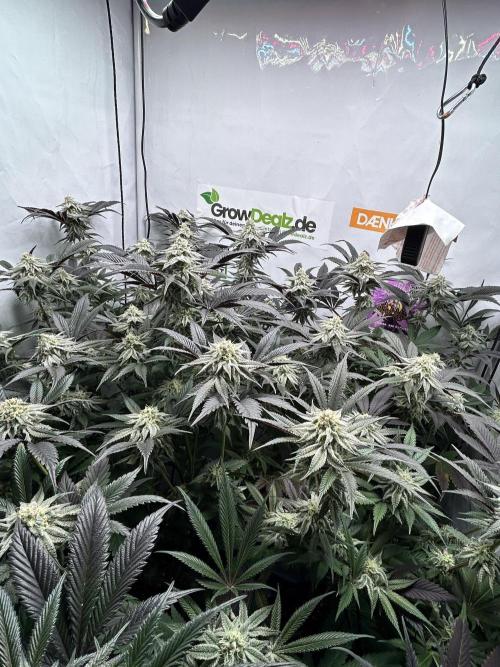 Dante’s Inferne MHD #8. Week 9