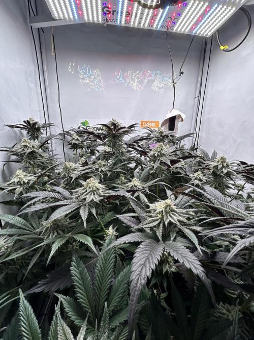 Dante’s Inferne MHD #8. Week 9