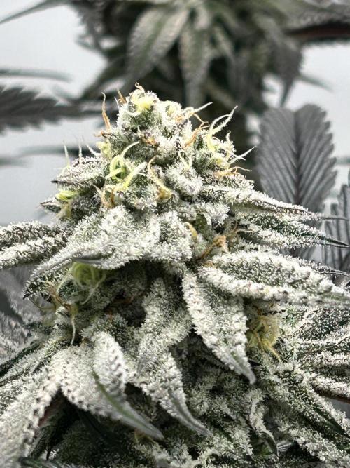 Dante’s Inferne MHD #8. Week 9