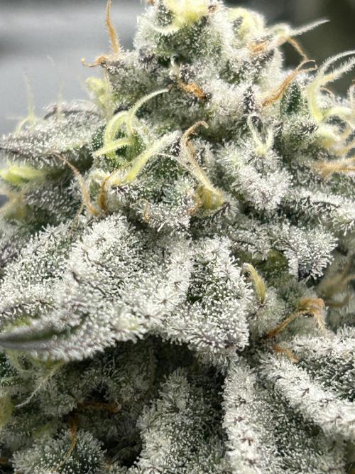 Dante’s Inferne MHD #8. Week 9