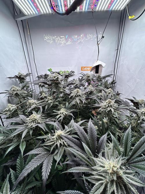 Dante’s Inferne MHD #8. Week 9