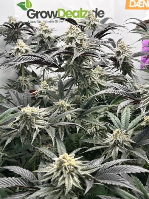 Dante’s Inferne MHD #8. Week 9