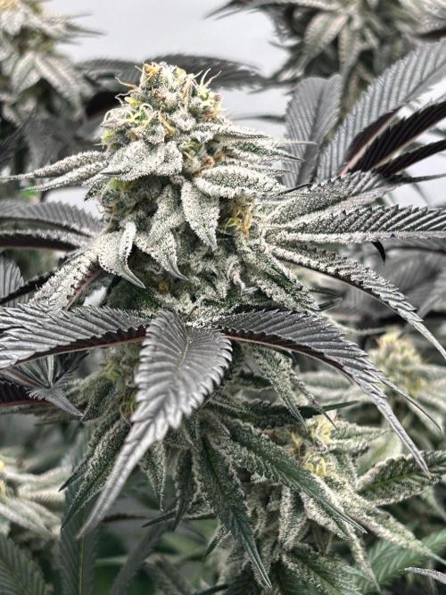 Dante’s Inferne MHD #8. Week 9