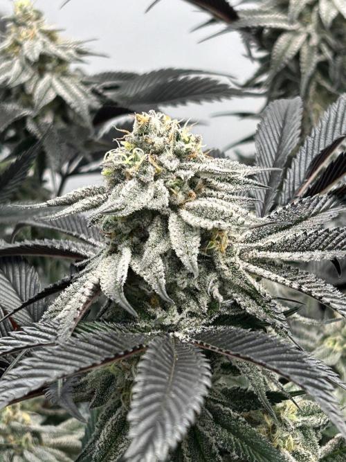 Dante’s Inferne MHD #8. Week 9